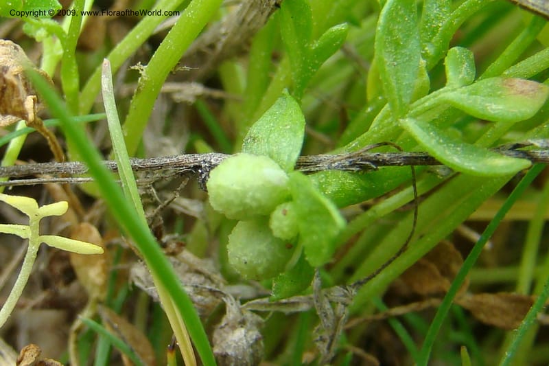 Floerkea proserpinacoides, C. Davidson 11326--Idaho. Elmore Co. Black's Cr. Rd. 1 May 2009 158.jpg