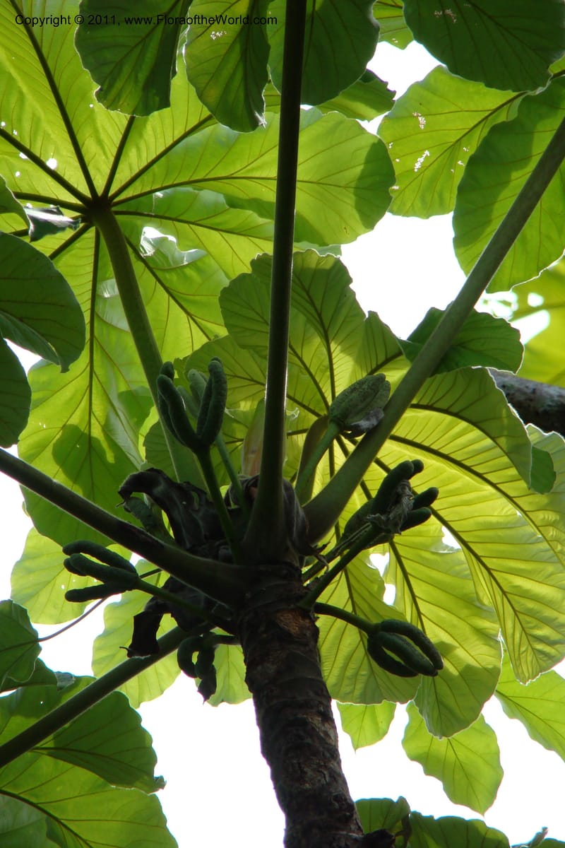 Cecropia peltata, Phillipson 6117--Madagascar. Prov. Fianarantsoa. Manombo Nat. Park. 13 Jan 09. 077 (7).jpg