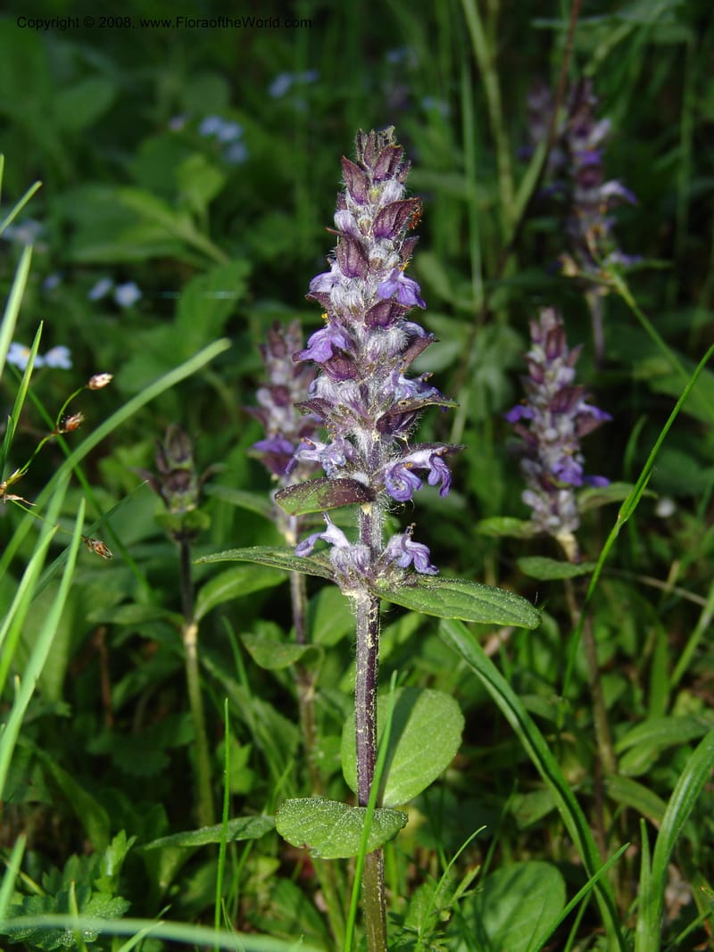 Stachys officinalis--Georgia. Bakuriani Botanical Garden. Forest. 7 Jun 05. 071.jpg