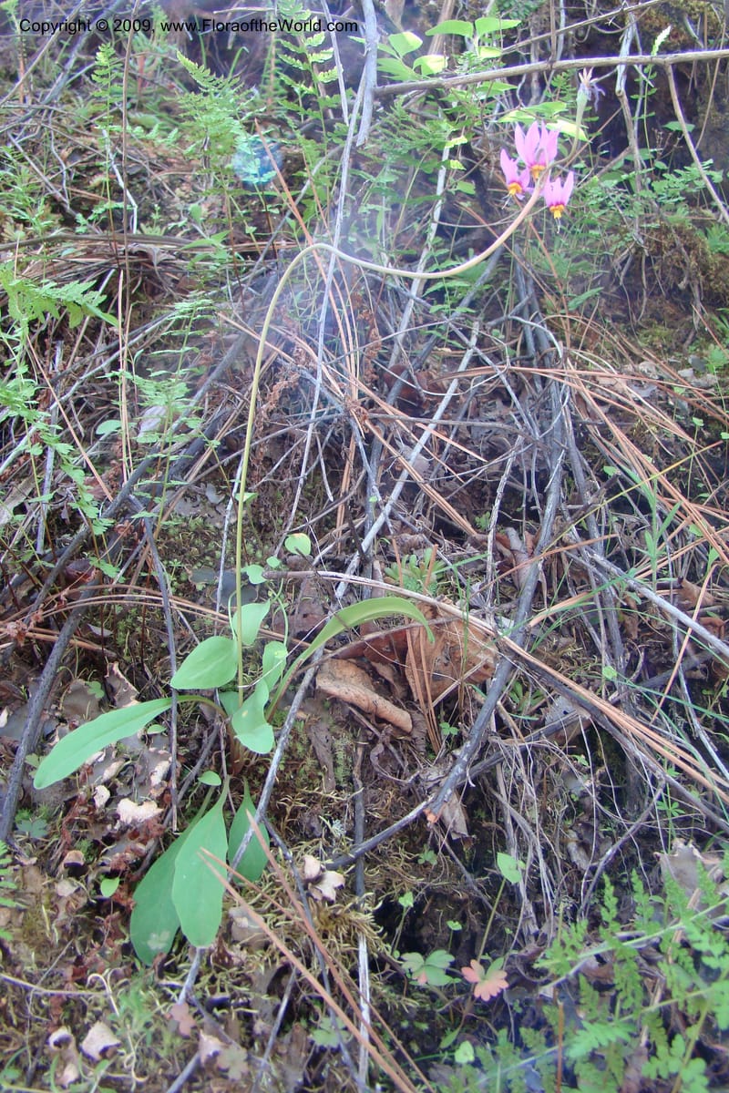 Dodecatheon pulchellum, C. Davidson 11351--ID. Idaho Co. Salmon River Rd. 17 May 09. 226.jpg