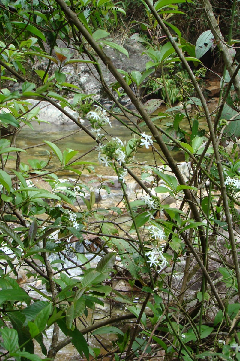 Gardenia, Regalado 1658--Viet Nam.Hoang Lien Son. 7 Apr 09. 072 (48).jpg
