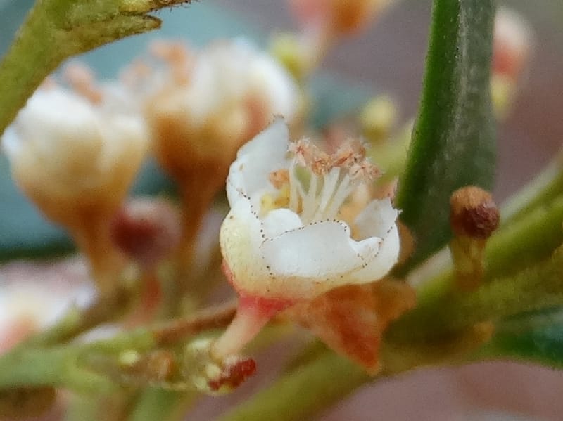 Guioa villosa, Callmander, M 1257--New Caledonia. Tiebaghi. 17 Nov 2015. DSC03437 (215).JPG