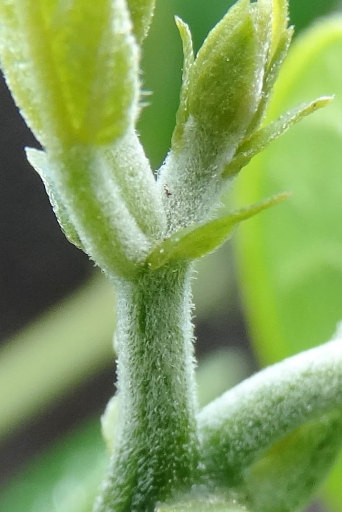 Megistostigma cordata, Davidson, C 12936--Sabah. Ruyu Oil Palm Pl. 29 Mar 2015. DSC01510 (54).JPG
