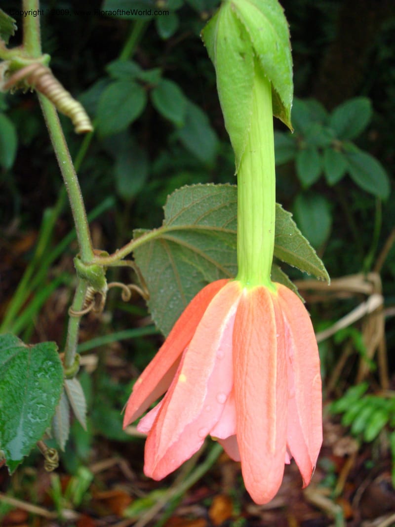 Passiflor...DN16042,Ecuador.Prov.ZamoraC.Tapichalaca Lodge26Sep2007 073.jpg
