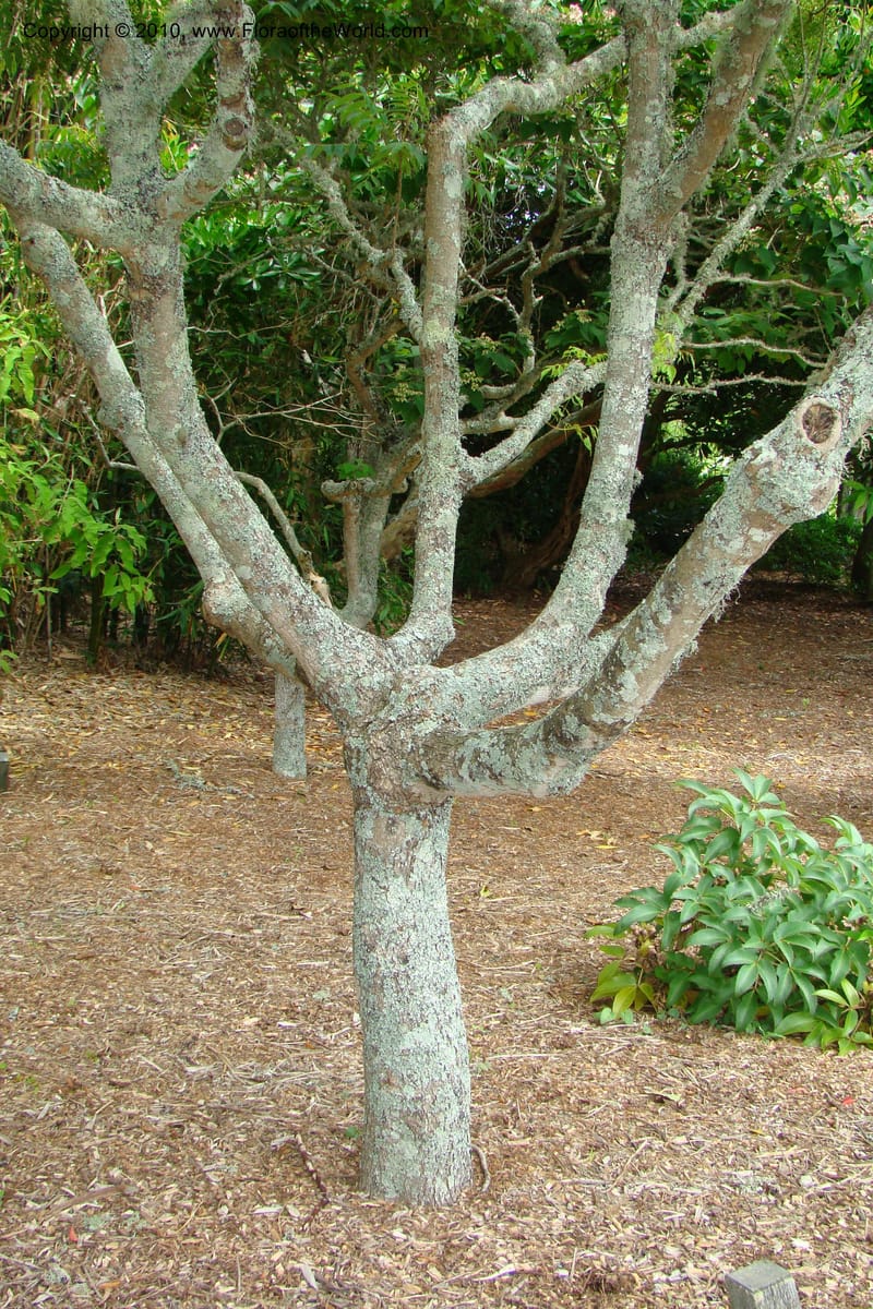 Rhus aromatica--New Zealand. N. Island. Hamillton Garden. 15 Jan 2010. 310 (5).jpg