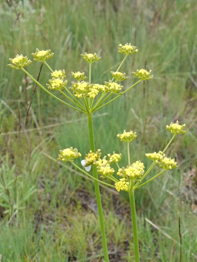 Lomatium triternatum, C. Davidson 13753--Oregon. Wallowa Co. Zumwalt.Trail Cr. Rd. 4 Jun 2018. DSC04078 (124).JPG