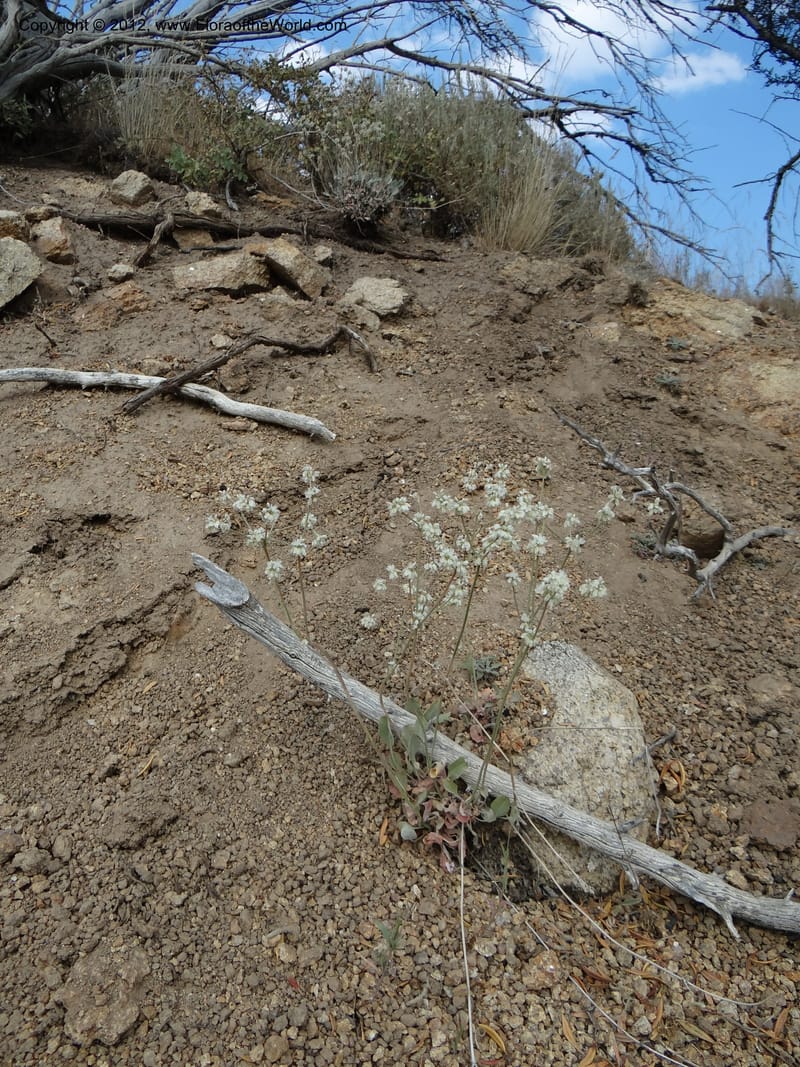 Eriogonum strictum var. proliferum, Davidson, C 12096--ID. Owyhee Co. Silver City. 20 Aug 2012. DSC04305 (60).JPG
