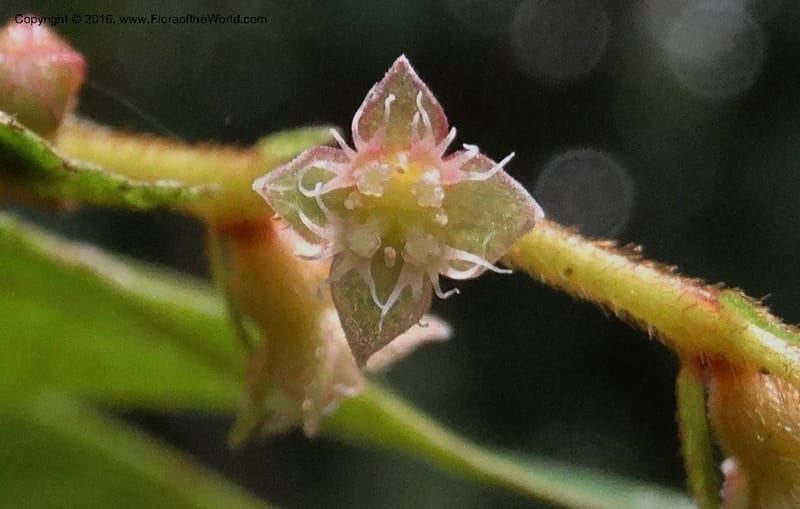 Anisophyllea disticha, Davidson, C 12897--Sabah. Deramakot For. Res. 24 Mar 2015. DSC00089 (103).JPG