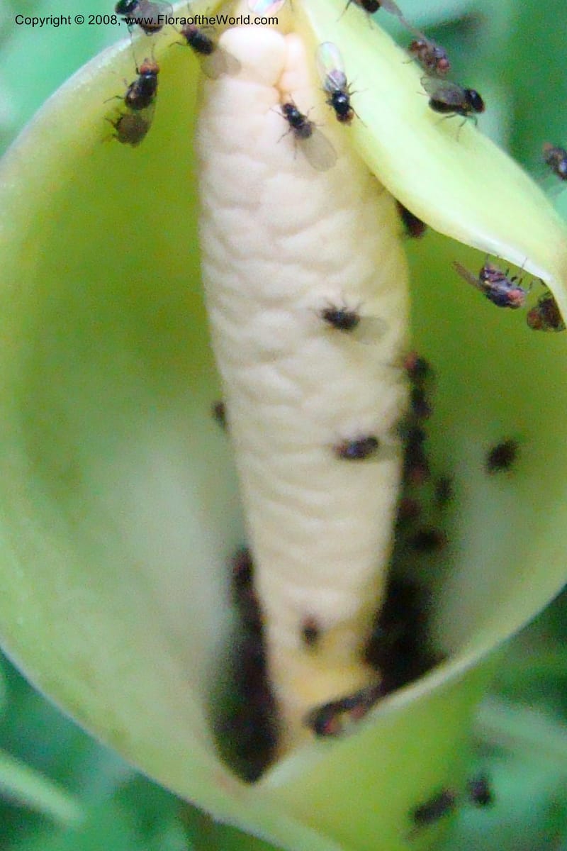 Culcasia falcifolia, WKindeketa2987--Tanz. Rungwe Distr. Rungwe For. Res. 24 Jan 08. 166.jpg