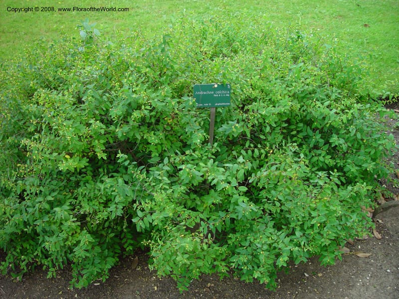 Andrachne colchica--France. Paris. Jardin des Plantes. 30 May 03. 057.jpg