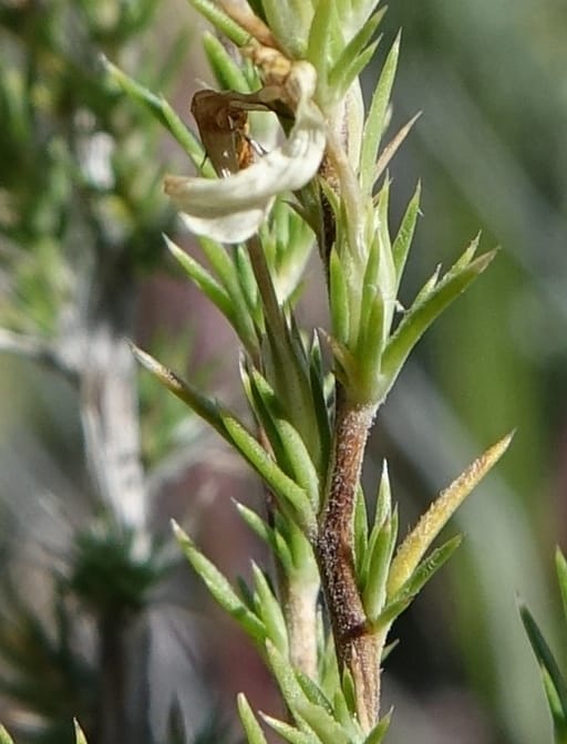 Leptodactylon pungens, C. Davidson 13670--ID. Hwy 20 W of Arco. Open basalt flow. 18 Jun 2017. DSC02519 (84).JPG