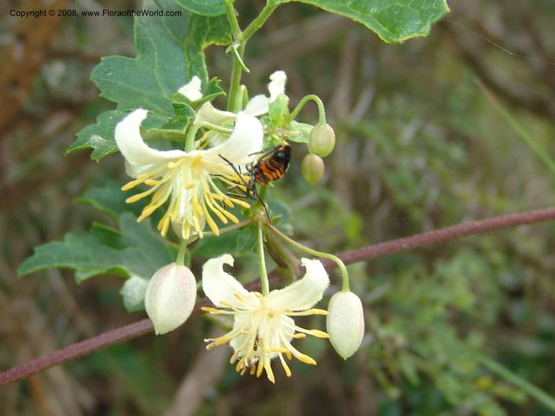 Clematis brachiata--So.Africa. E. Cape. Waringham Farm, Quanti Area, Stut. 8 Mch 05. 448.jpg
