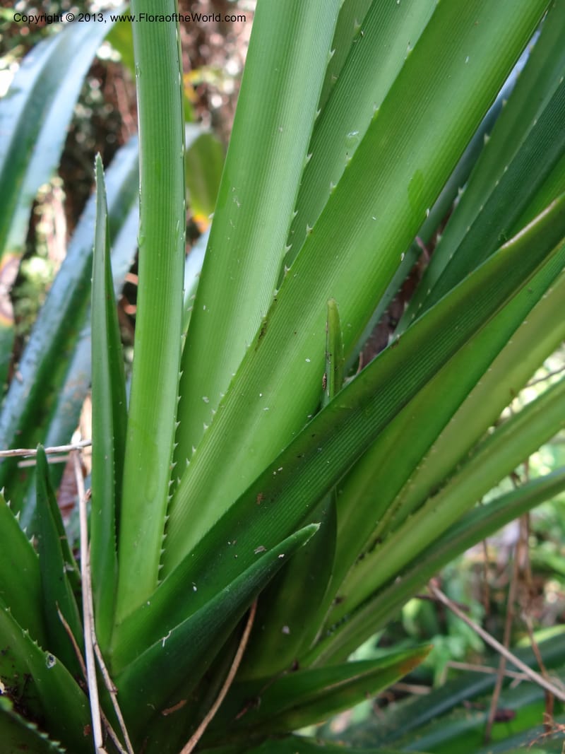 Pandanus fusinus, Callmander 1006--Sarawak. Gunong Fairy. 27 Mar 2012. DSC05525 (21).JPG