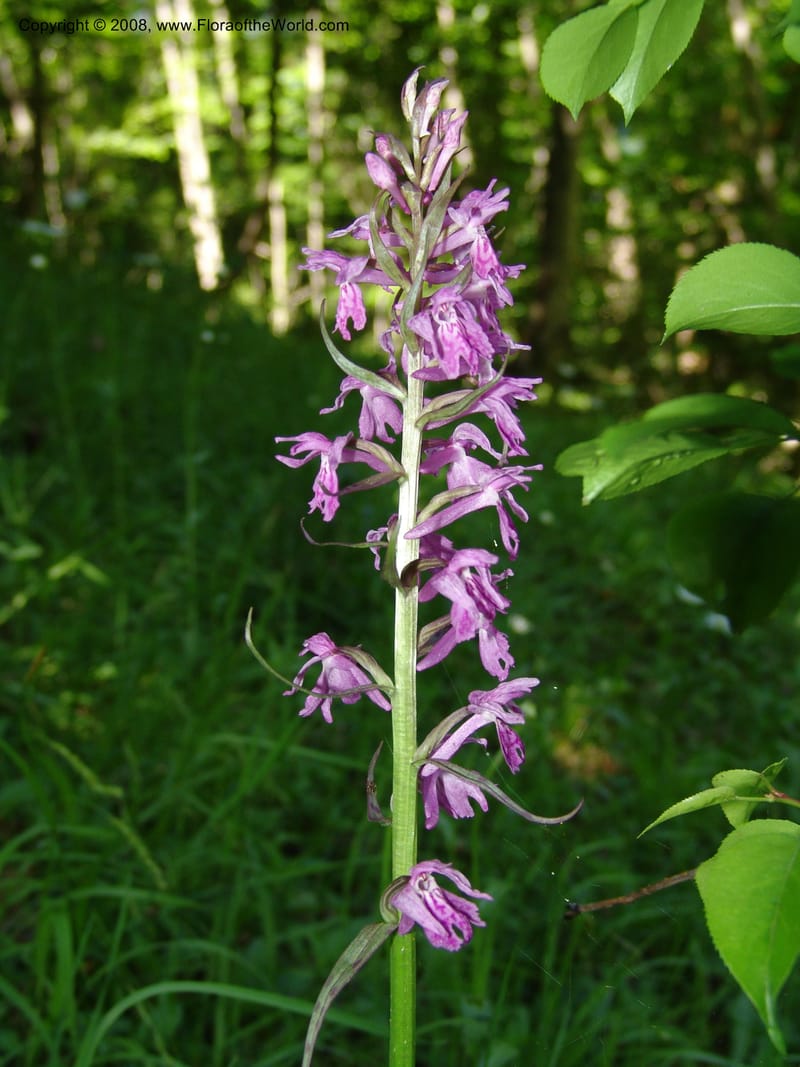 Dactylorhiza euxina--Georgia. Borjomi-Kharagauli Nat. Pk. 8  Jun 05. 120.jpg