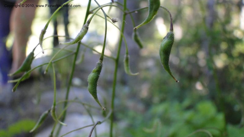Vancouveria hexandra, C. Davidson 11779--OR. Multnomah Co. Mt. Hood. 16 August 2010. 043 (44).jpg