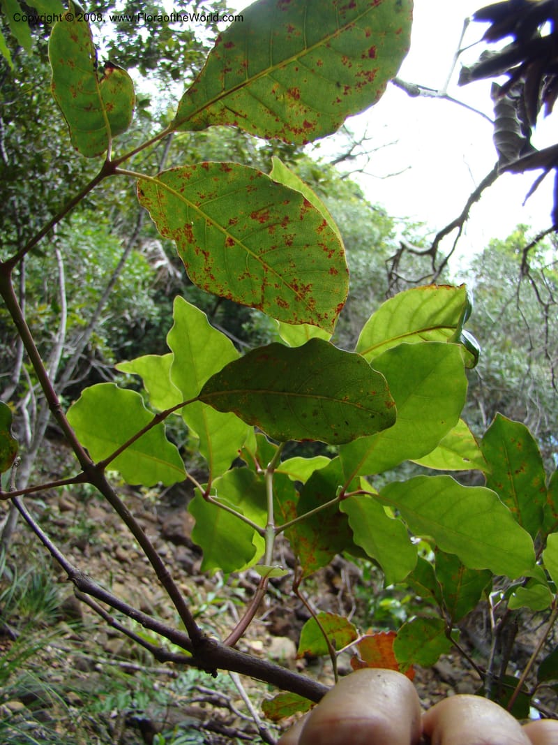 Geissois, JMunzinger4685--N.Caled. RT 1, Avangui For., Hervrouet Cr. 12 Nov 07. 062.jpg