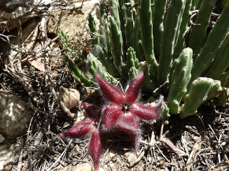 Stapelia hirsuta, Davidson, C 12254--South Africa. Western Cape. Swartberg Pass Rd. 19 Jan 2014. DSC00537 (29).JPG