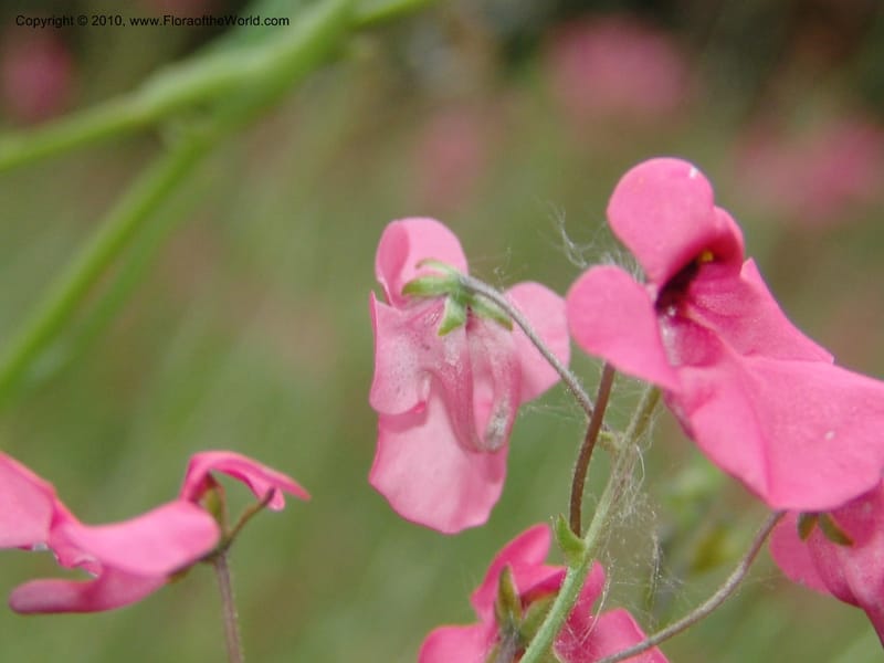 Diascia integerrima--CA. McConnell Arboretum, Redding. 4 Jun 07. 186.jpg