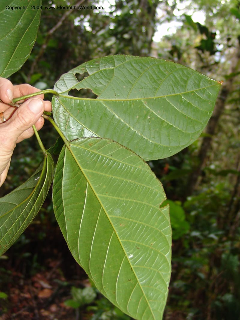 Alchornea, DNeill15916--Ecuador. Prv. Zam. Ch. C del Condor. Wawaime plot. 22 Sep 07. 476.jpg