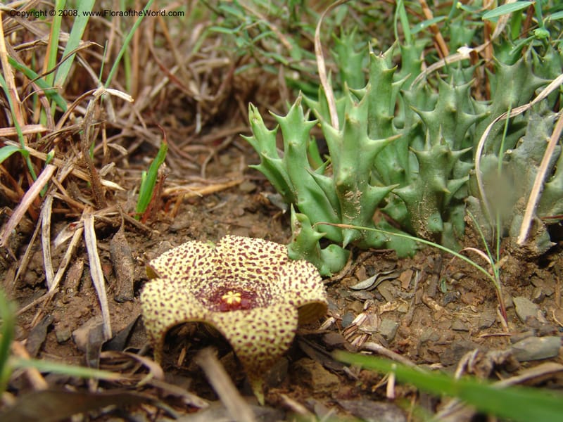 Orbea verrucosa--So.Africa. E. Cape. Kap Riv. Nat. Res. 7 Mch 05. 064.jpg