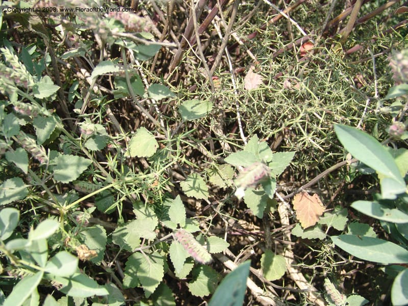Scutellaria sieberi--Crete. Ep. Apokoronos. Roadside, ca. Douliana. 23 May 05. 050.jpg