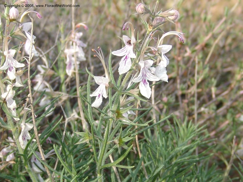 Teucrium pseudochamaepitys--Spain. Prov. Alm. Cabo d Gata. Jard.Bot.El Abardinal. 23 Apr 05. 129.jpg