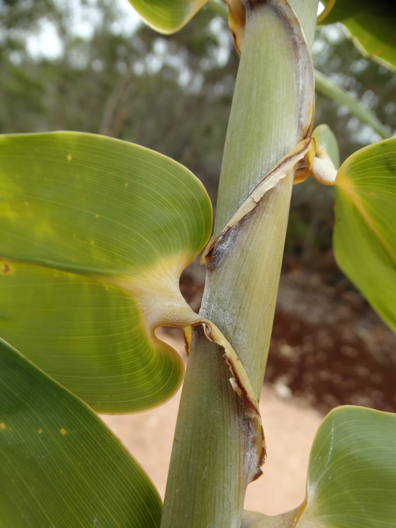 Flagellaria, Callmander, M. 1254--New Caledonia. Tiebaghi. 17 Nov 2015. DSC03437 (143).JPG
