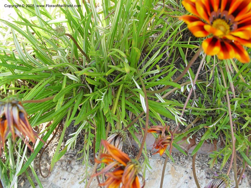 Gazania krebsiana--Spain. Blanes. Marimurtra Bot. Gard. 24 Apr 04. 207.jpg