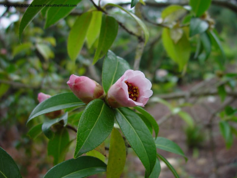 Camellia pitardii var. yunnanica, 54.0431--CA. UC Berkeley Bot. Gard. 11 Feb 03. 009.jpg
