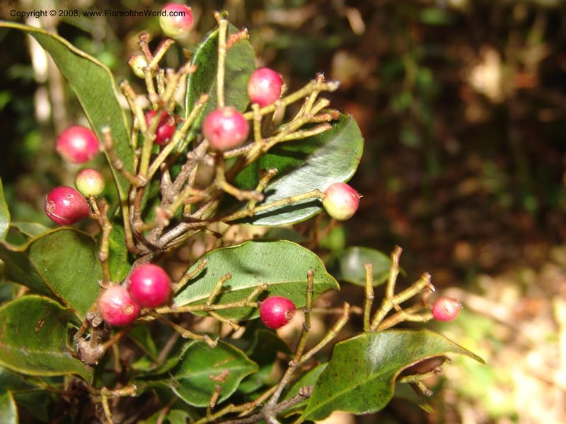 Syzygium, ZRogers1200--Madag. Anjozorobe, Aire Protegee, E Antsahabe. 17 Nov 06. 192.jpg