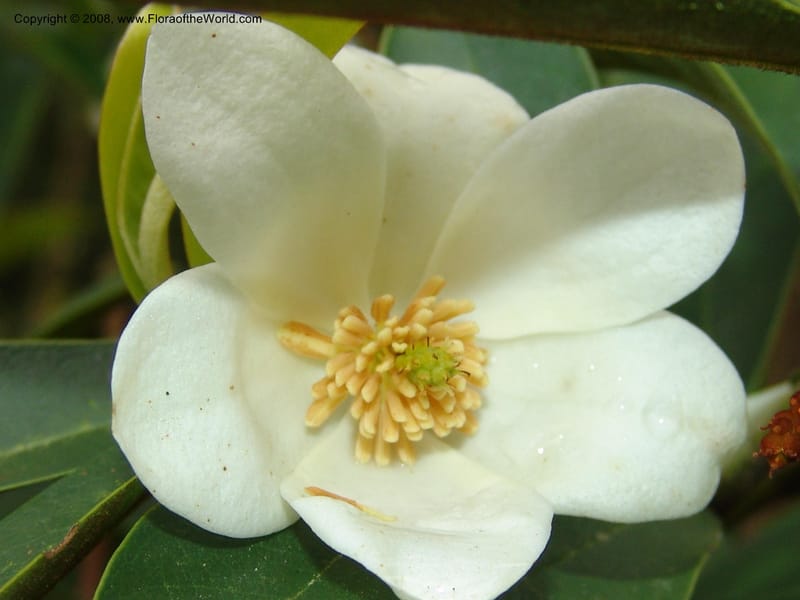 Michelia crassipes--CA. San Francisco Botanical Garden (Strybing Arb.). 30 Mch 06. 088.jpg