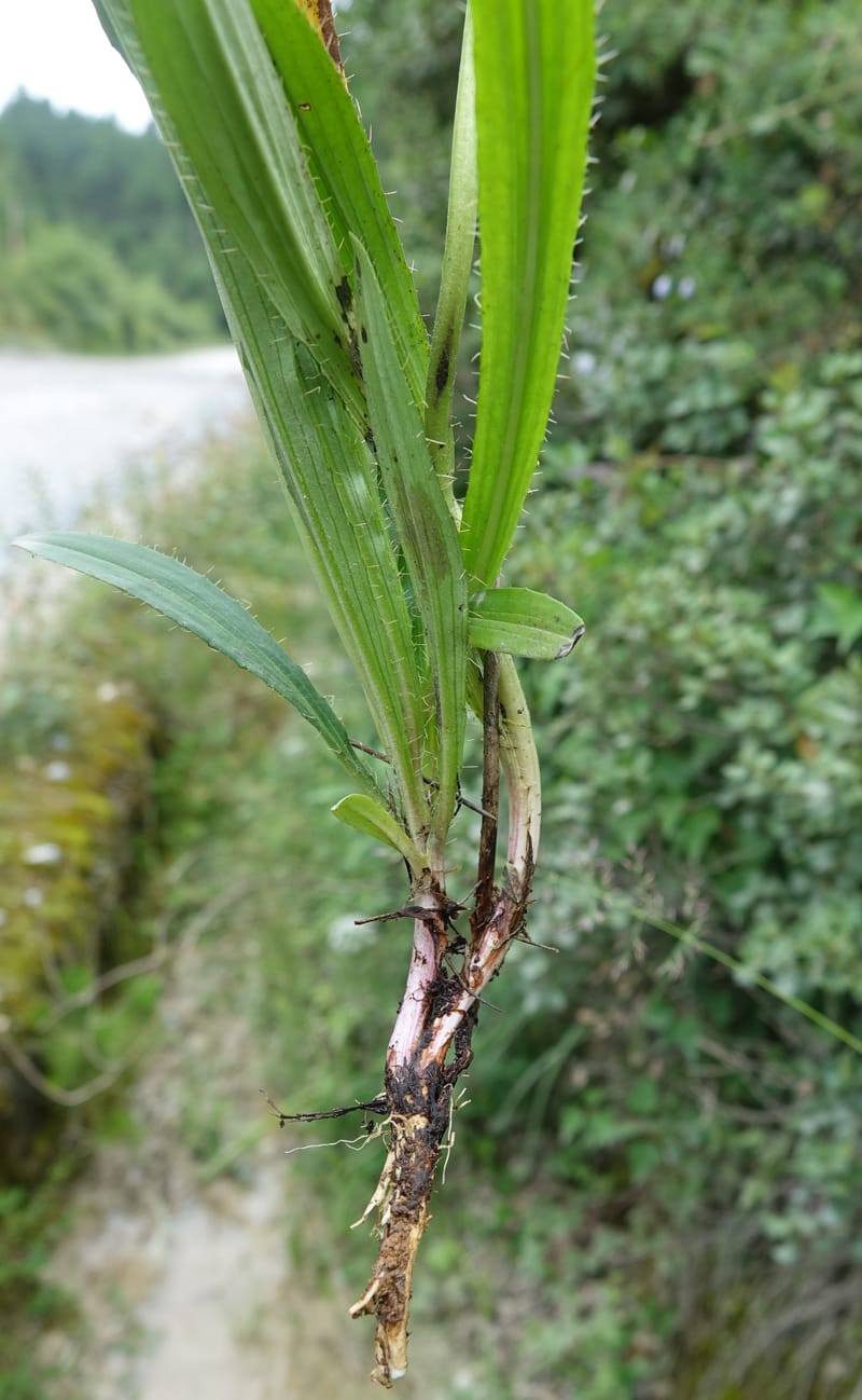 Acanthocalyx delavayi, C. Davidson 13737--China. Yunnan. Zhongdian Xian. 9 Aug 2017. DSC03874 (336).JPG