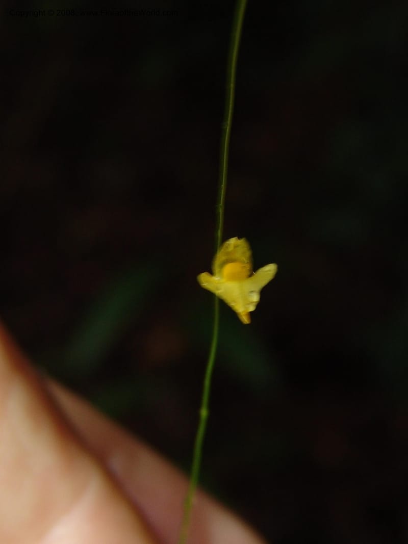 Utricularia subulata, GWalters1646--Gabon. Prv. Estuaire. Mondah For. 16 Apr 06. 094.jpg