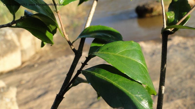 Rinorea angustifolia, N. Manjato 151--Madagascar. Mania River. 1 May 2010 159 (16).jpg
