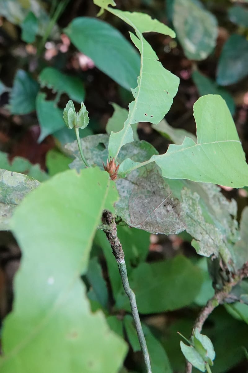 Poggea alata, C. Davidson 13956--Gabon. Arb. Sibang. 5 Nov. 2018. DSC02235 (39).JPG