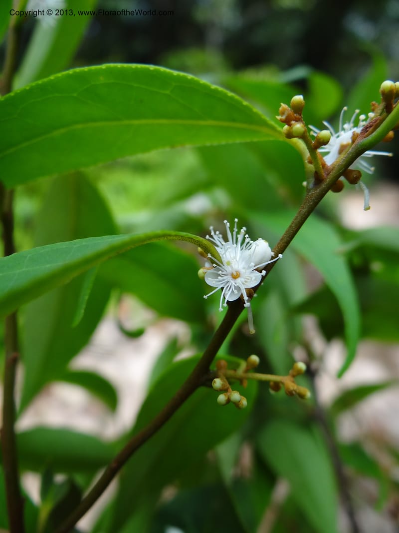 Symplocos, S.98876--Malaysia, Sarawak. Kubah Nat. Park. 28 Mar 2012. DSC05973 (143).JPG