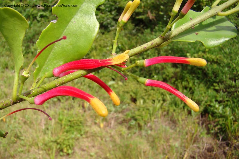 Bakerella clavata, Razafindraibe 212--Madagascar. Prov. Fianarantsoa. RN 12. 14 Jan 09. 257 (5).jpg