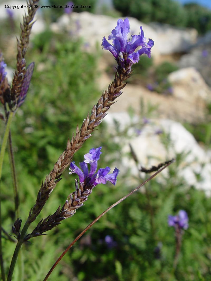Lavandula multifida, 2003.0410--Spain. Barcelona Botanic Garden. 19 Apr 04. 152.jpg