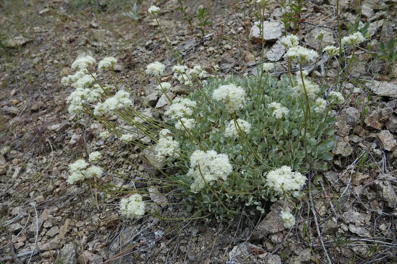 Eriogonum strictum subsp. proliferum, C. Davidson 13 587--ID. Boise Co. Scott Mtn. L.O. Rd. 25 May 2017. DSC00708. JPG (357).JPG