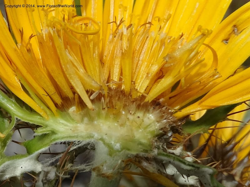Berkheya barbata, Davidson, C 12314--South Africa. Western Cape. E. side, Fernkloof. 24 Jan 2014. DSC01799 (84).JPG