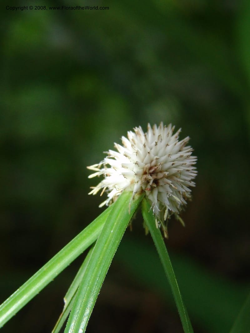 Cyperus, R.Gereua6842--Tanz. Mzelezi For. Res.  Mahenge-Sali. 15 Feb 06. 073.jpg