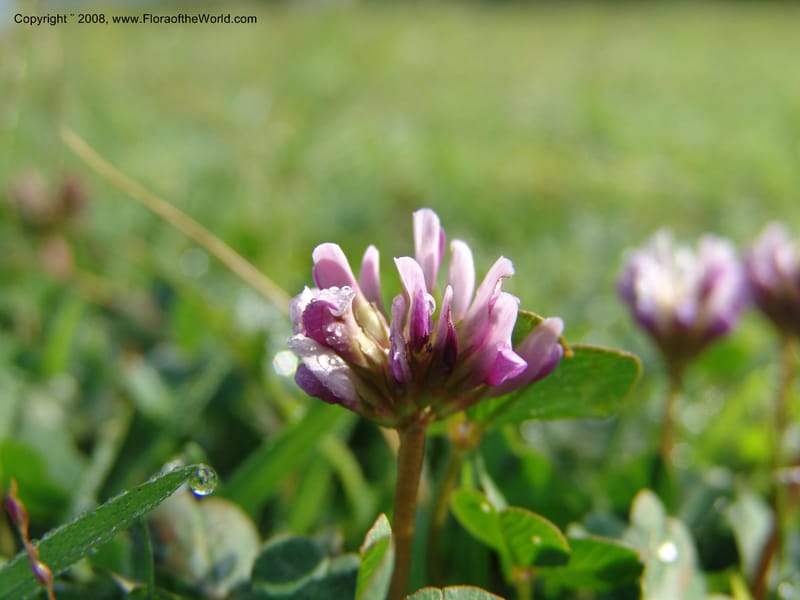 Trifolium burchellianum cf--Kenya. Brooks Bond Tea Estate, Kericho. 10 Jul 04. 092.jpg