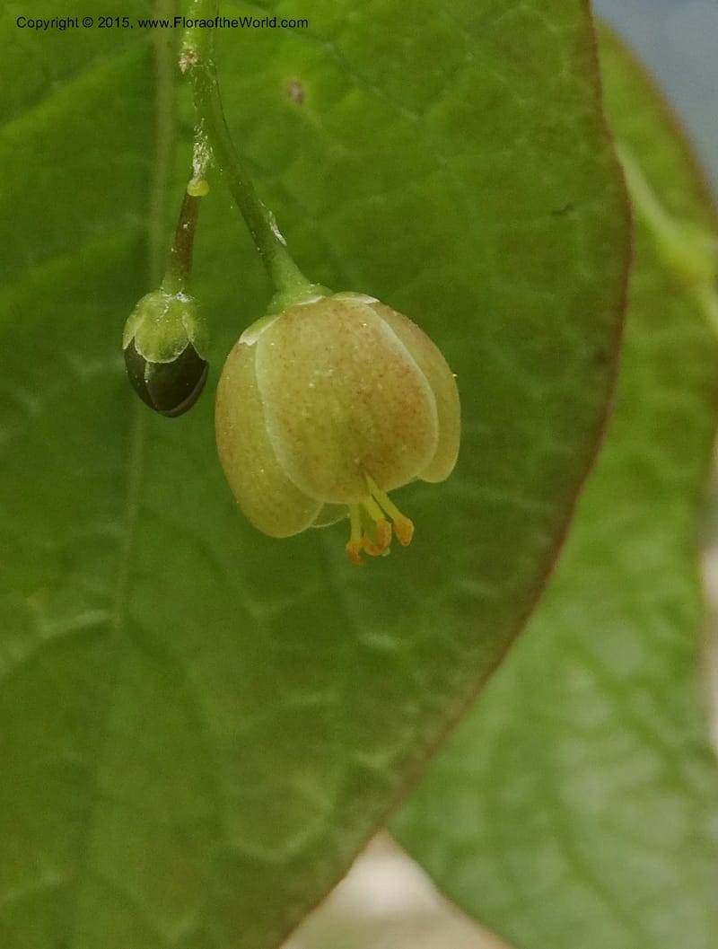Sabia, Boufford, D 43677--China. Sichuan. GuoBaYan, HanBaiYu Shan. 12 May 2014. DSC05373 (89).JPG