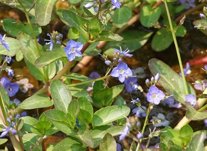 Veronica americana, Davidson 14266--OR. Harney Co. Steens Mtn. July 2021. DSC09986 (6).JPG
