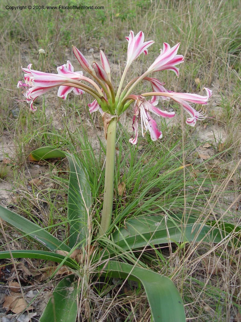 Crinum delagoense--So. Africa. KwaZuluNatal. Lake Sibaya Lodge. 30 Sep 03. 039.jpg