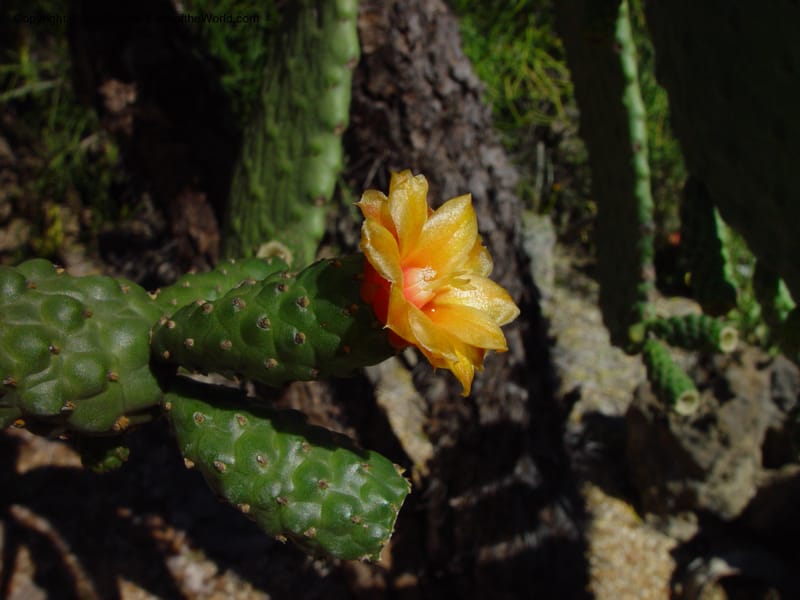 Opuntia moniliformis (No nr.)--FL. Fairchild Tropical Garden. 15 Jan. 03.  081.jpg