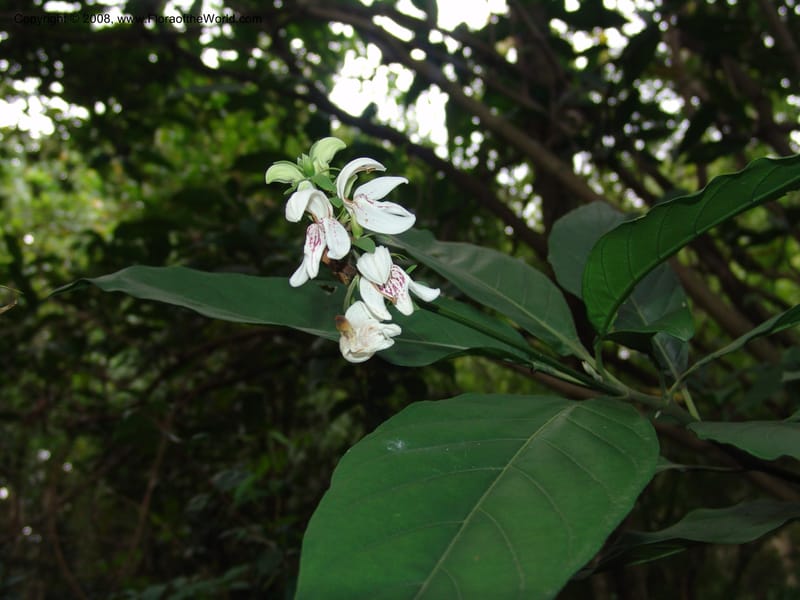 Justicia adhatodoides--So. Africa. Lowveld Nat. Bot. Gard. 14 Mch 05. 085.jpg