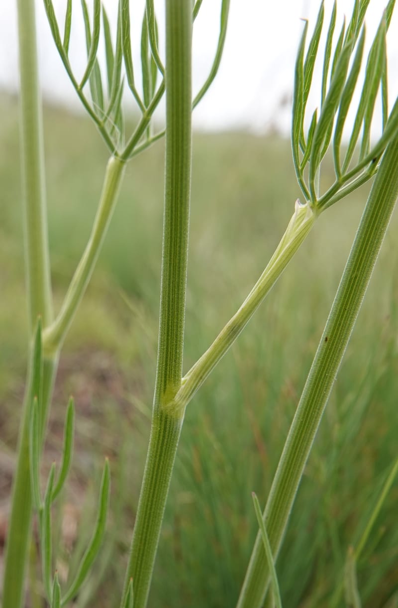 Lomatium triternatum, C. Davidson 13753--Oregon. Wallowa Co. Zumwalt.Trail Cr. Rd. 4 Jun 2018. DSC04078 (131).JPG