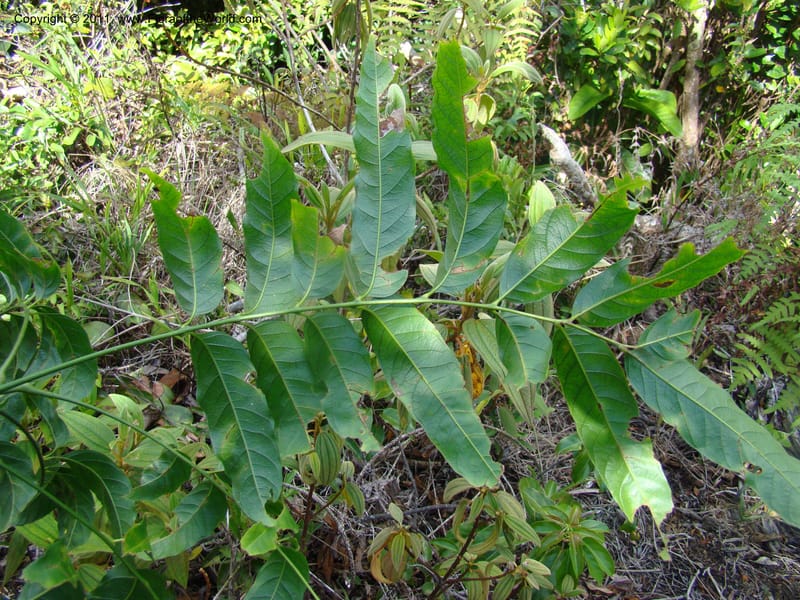 Cupaniopsis, Munzinger, J 4744--New Caledonia, Prov N, Mt. Mandjelia,  13 Nov 2007 229 (9).jpg