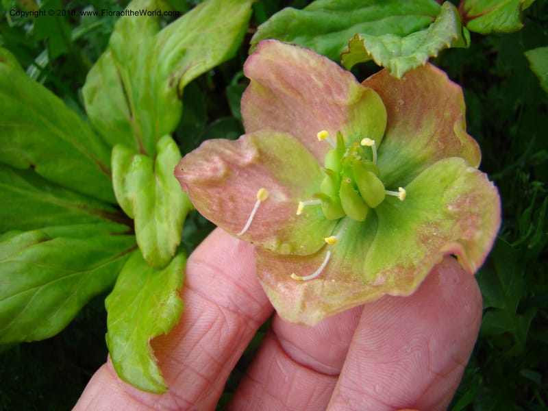 Helleborus niger, C. Davidson 11219--Slovenia, Stajerska Region, Menina Planina, 19 May 2008.  026 (9).jpg